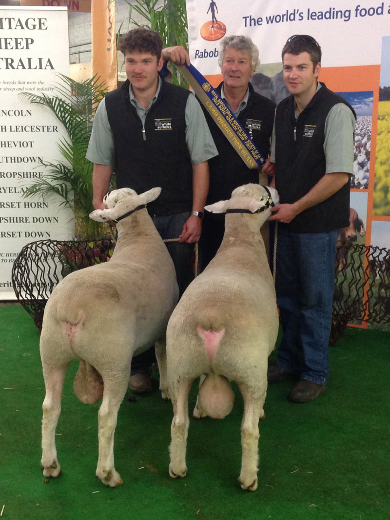White-suffolk-show White-suffolk-show