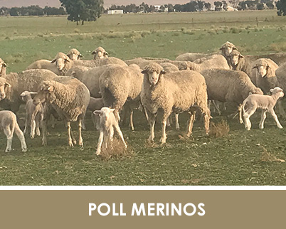 poll-merino-home