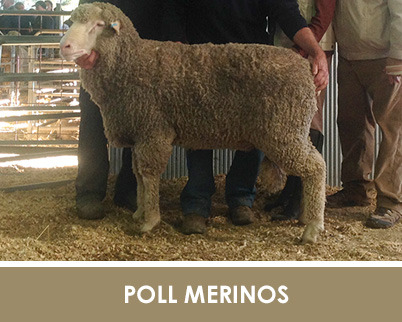 poll-merino-semen