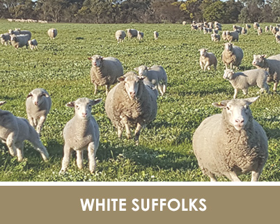 white-suffolk-home