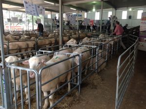 white-suffolk-sale white-suffolk-sale
