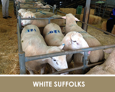 white-suffolk-semen